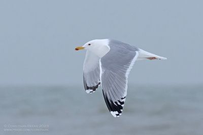 Pontische Meeuw / Caspian Gull