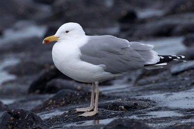 Pontische Meeuw / Caspian Gull