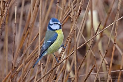 Pimpelmees / Blue Tit