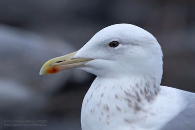 Pontische Meeuw / Caspian Gull