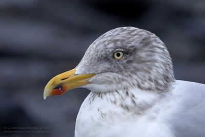 Zilvermeeuw / Herring Gull