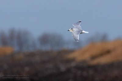 Dwergmeeuw / Little Gull