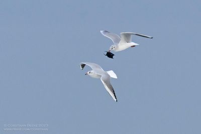 Kokmeeuwen / Black-headed Gulls