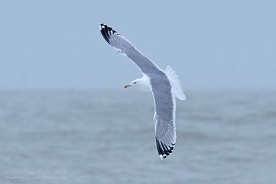 Pontische Meeuw / Caspian Gull