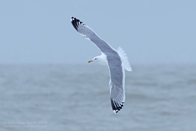 Caspian Gull