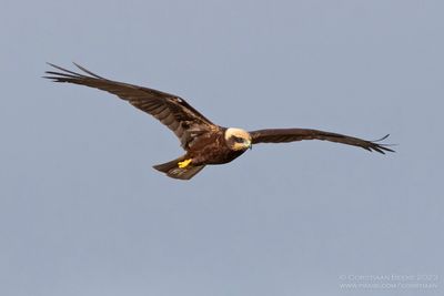 Bruine Kiekendief / Marsh Harrier