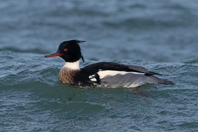 Midddelste Zaagbek / Red-breasted Merganser