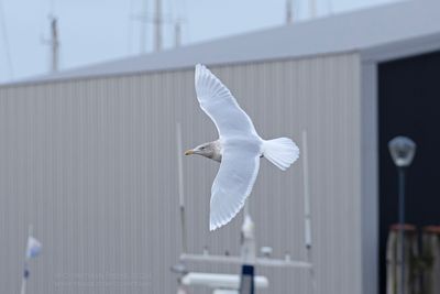 Grote Burgemeester / Glaucous Gull