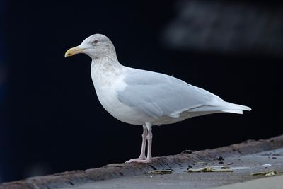 Grote Burgemeester / Glaucous Gull