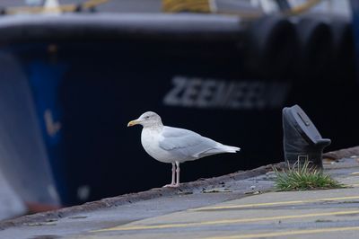 Grote Burgemeester / Glaucous Gull