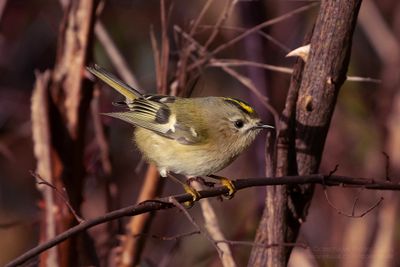 Goudhaan / Goldcrest