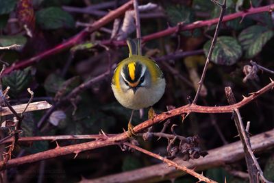 Vuurgoudhaan / Firecrest