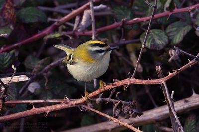 Vuurgoudhaan / Firecrest