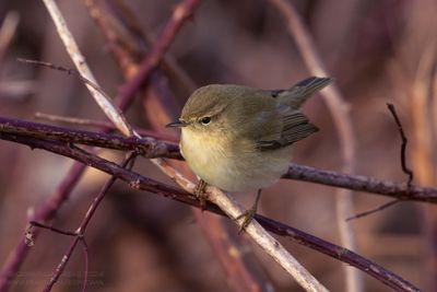 Tjiftjaf / Chiffchaff