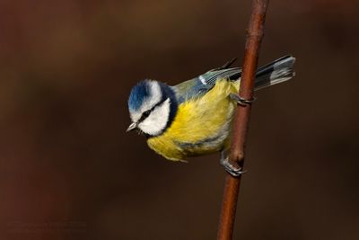 Pimpelmees / Blue Tit