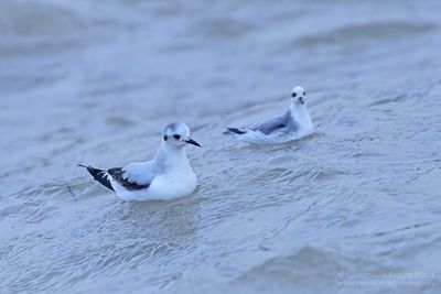 Dwergmeeuw met Rosse Franjepoot / Little Gull with Grey Phalarope