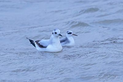 Dwergmeeuw met Rosse Franjepoot / Little Gull with Grey Phalarope