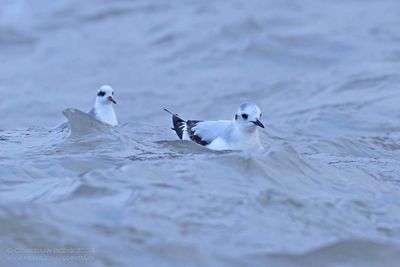 Dwergmeeuw met Rosse Franjepoot / Little Gull with Grey Phalarope