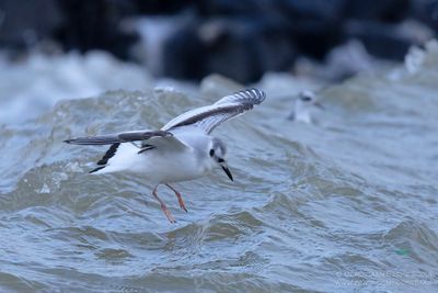 Dwergmeeuw / Little Gull