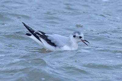 Dwergmeeuw / Little Gull