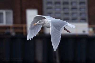 Grote Burgemeester / Glaucous Gull