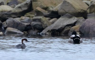 Nonnetje / Smew