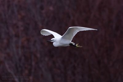 Kleine Zilverreiger / Little Egret