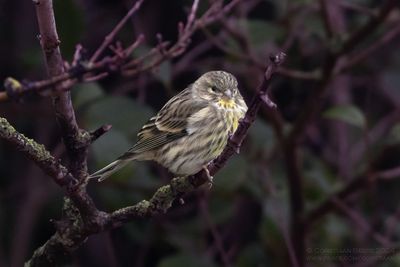 Europese Kanarie / European Serin