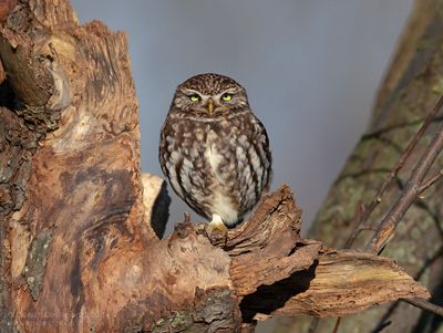 Steenuil / Little Owl