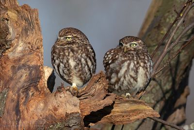 Steenuilen / Little Owls