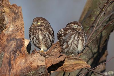 Steenuilen / Little Owls