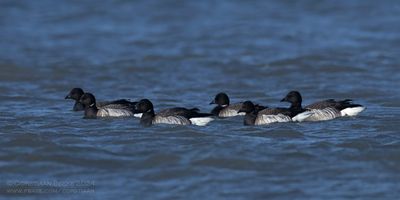 Witbuikrotganzen / Pale-bellied Brent Geese