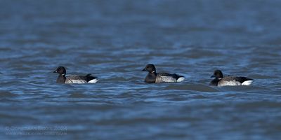 Witbuikrotganzen / Pale-bellied Brent Geese