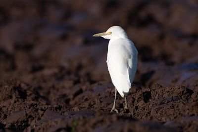 Koereiger / Cattle Egret