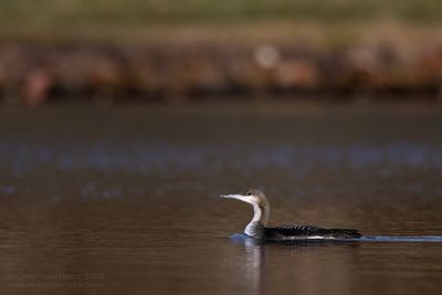 Parelduiker / Black-throated Diver