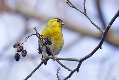 Sijs / Siskin