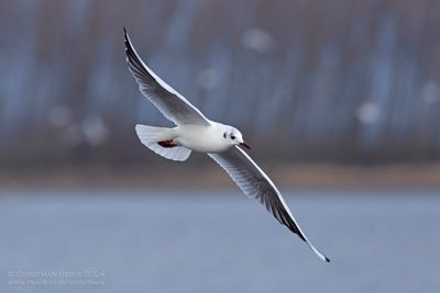 Kokmeeuw / Black-headed Gull