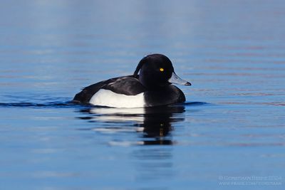 Kuifeend / Tufted Duck