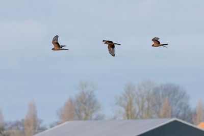 Steppekiekendief / Pallid Harrier