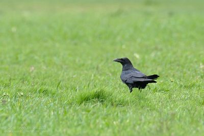 Raaf / Common Raven