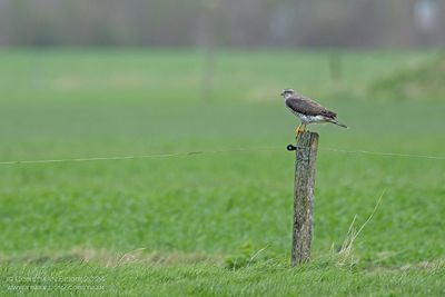 Northern Goshawk