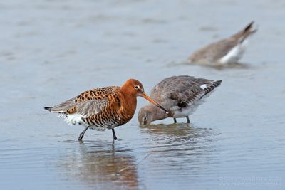 IJslandse Grutto / Black-tailed Godwit (ssp islandica)