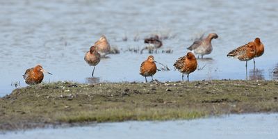 IJslandse Grutto's / Black-tailed Godwits (ssp islandica)