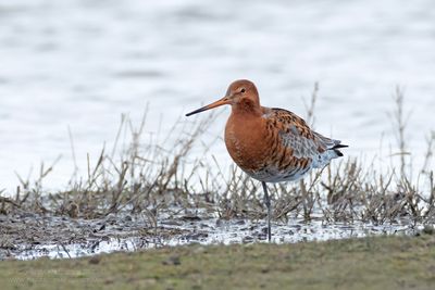 IJslandse Grutto / Black-tailed Godwit (ssp islandica)