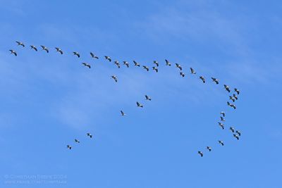 Kraanvogels / Common Cranes