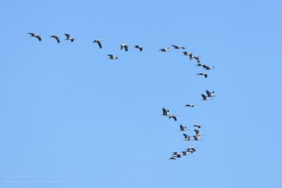 Kraanvogels / Common Cranes