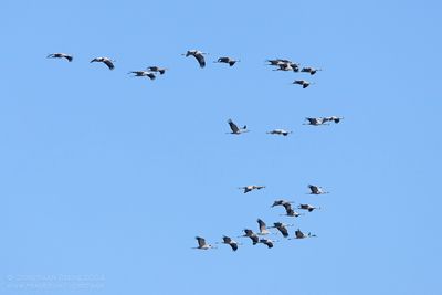 Kraanvogels / Common Cranes