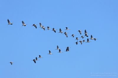 Kraanvogels / Common Cranes