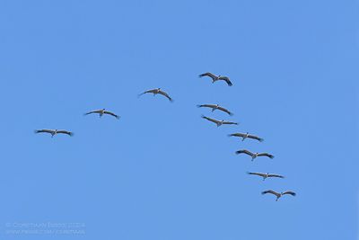 Kraanvogels / Common Cranes