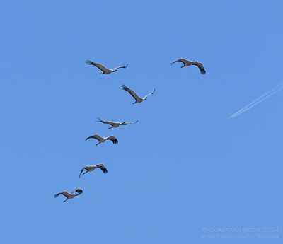 Common Crane